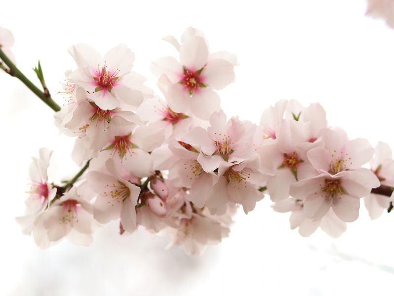 Mandloň kvete brzy z jara jako jeden z prvních stromů. Květy jsou složeny z pěti okvětních plátků a dosahují průměru 3 až 5 centimetrů. Zabarvení mohou mít od bílé přes lehce narůžovělou až po lehce fialkovou.